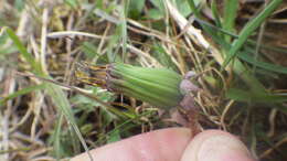 Image of Taraxacum lacistophyllum Dahlst.