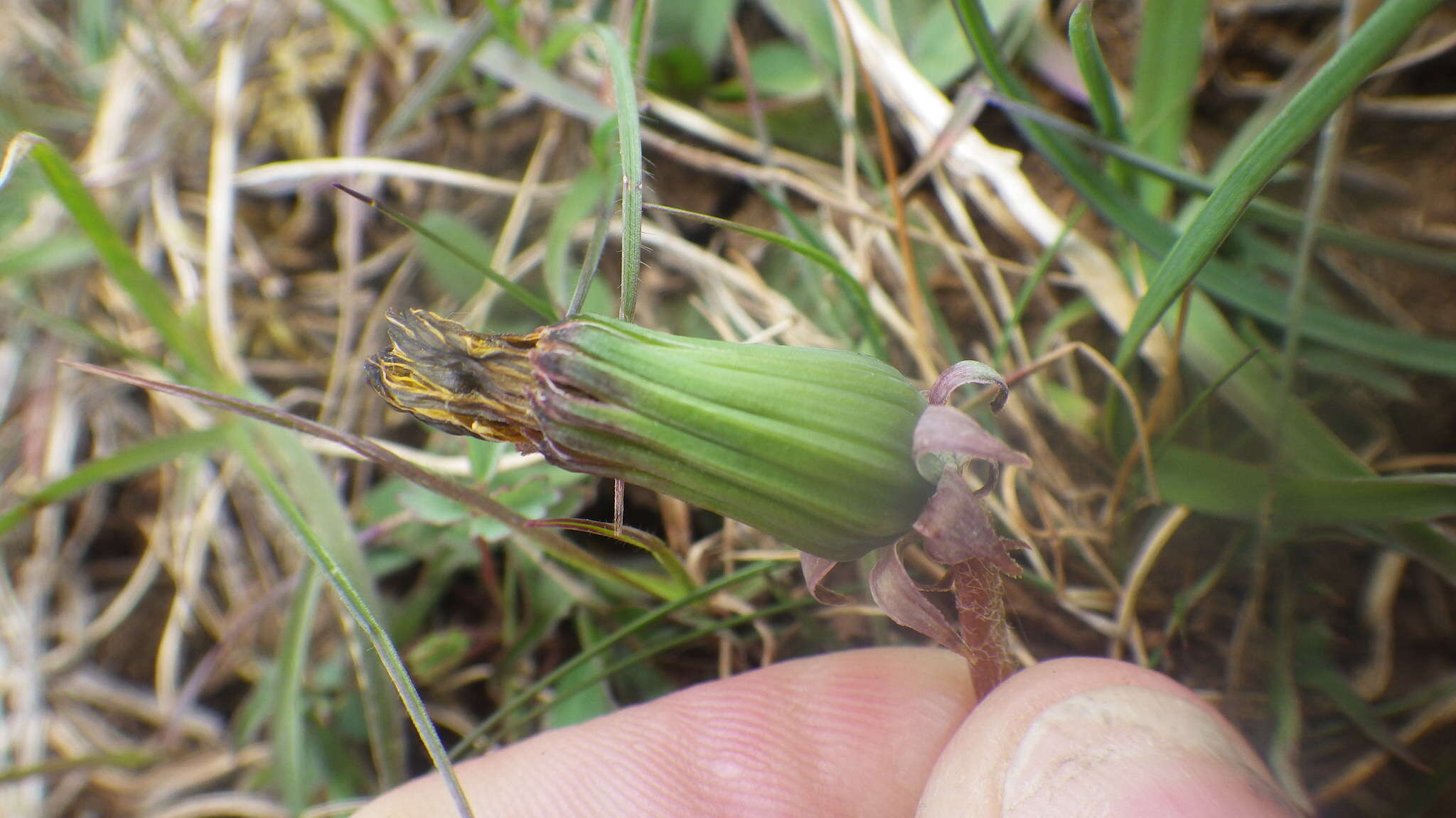 Слика од Taraxacum lacistophyllum Dahlst.