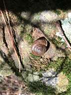 Image of <i>Monadenia troglodytes</i> Hanna & A. G. Smith 1933