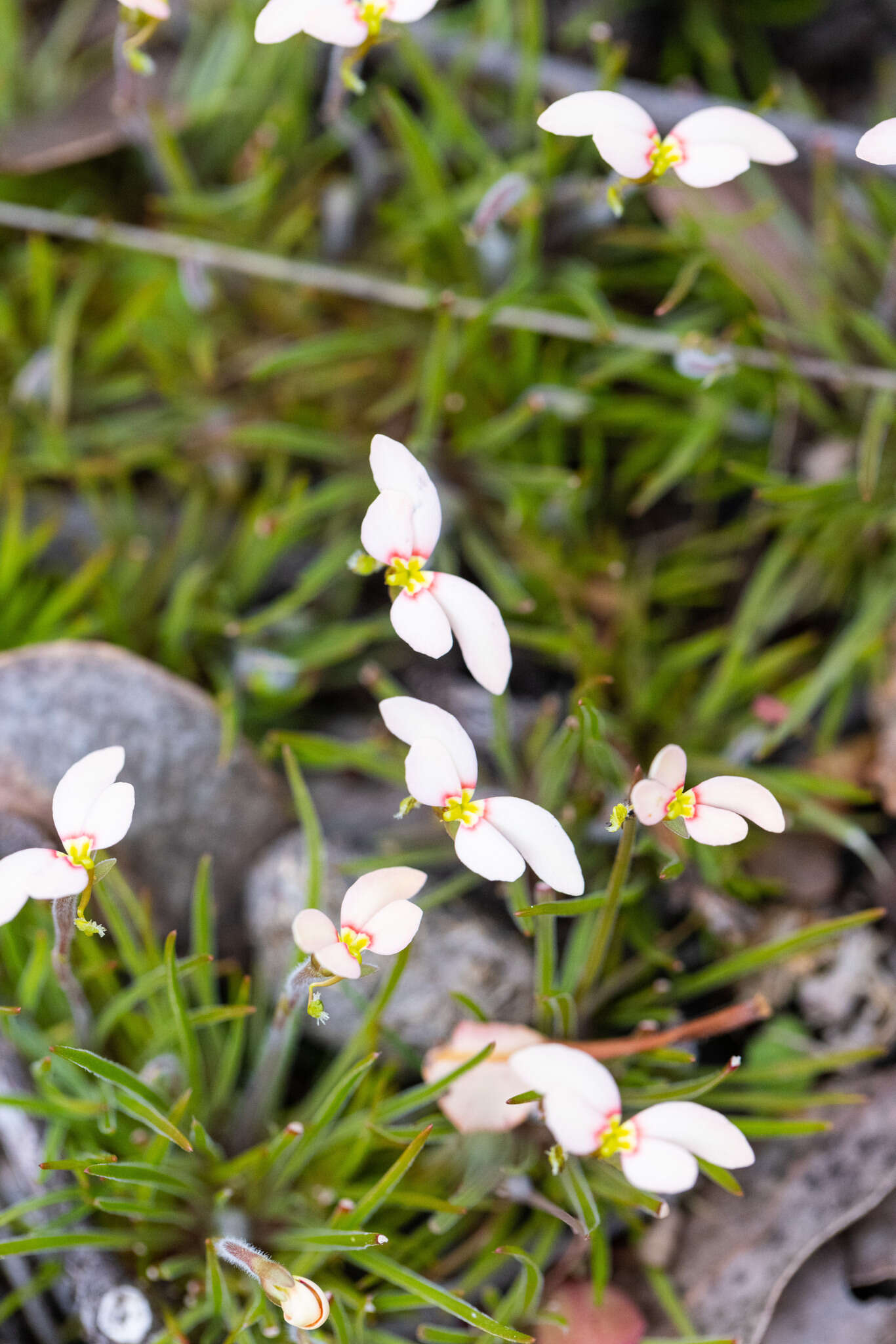 Image of Stylidium uniflorum subsp. uniflorum