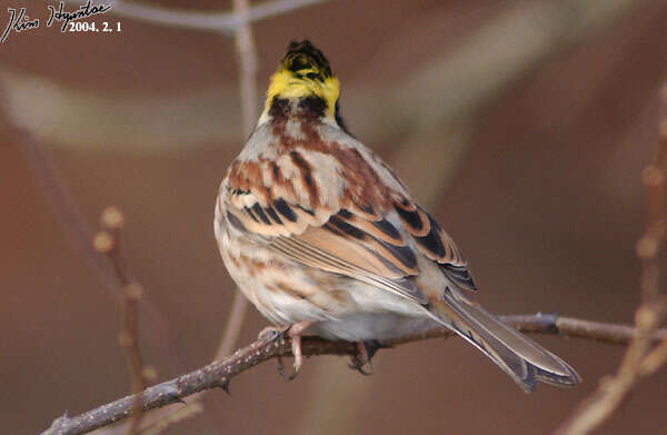 Image of Yellow-throated Bunting