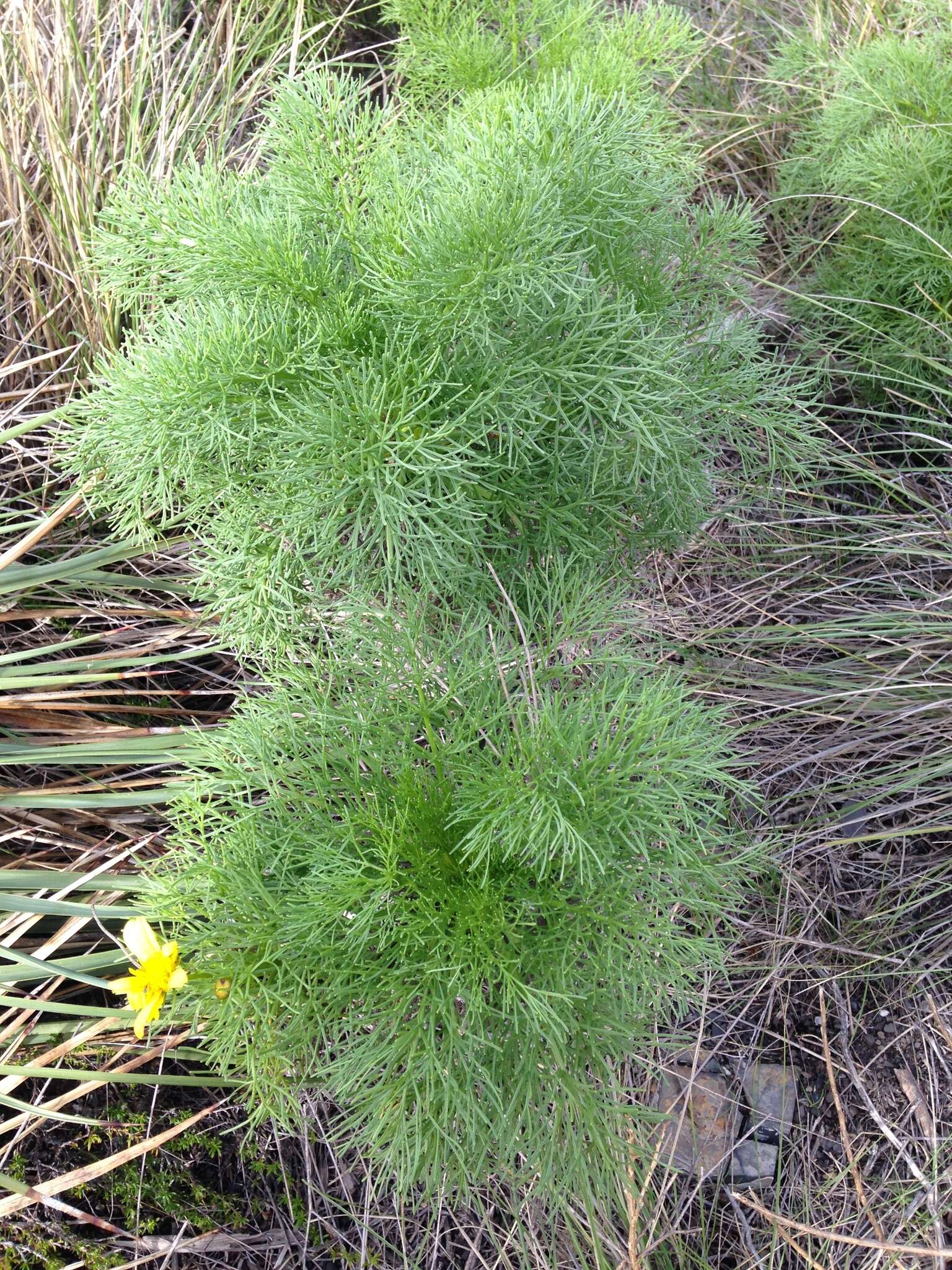 Image de Coreopsis gigantea (Kellogg) Hall