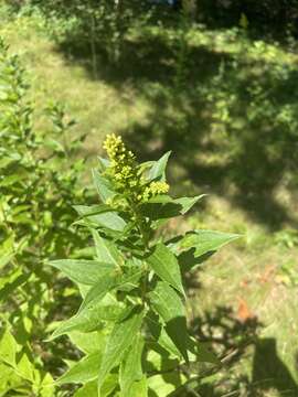 Image of Elliott's goldenrod