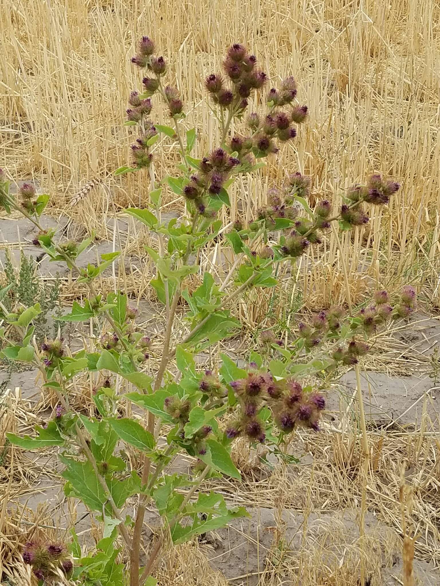 Image of common burdock