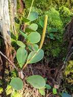 Peperomia obtusifolia (L.) A. Dietr. resmi