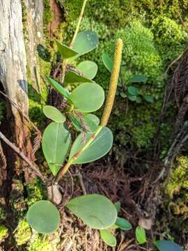 Peperomia obtusifolia (L.) A. Dietr. resmi