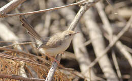 Image of Graceful Prinia