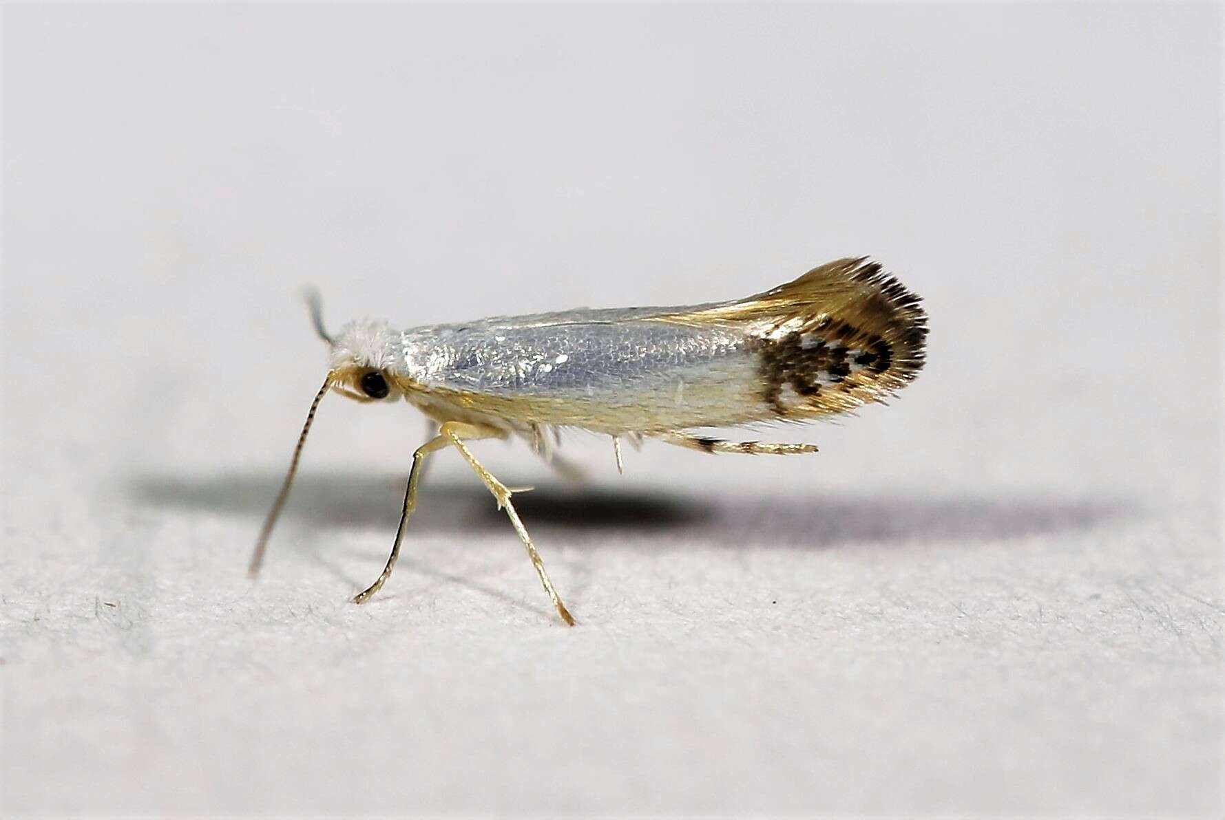 Image de Argyresthia apicimaculella Chambers 1874