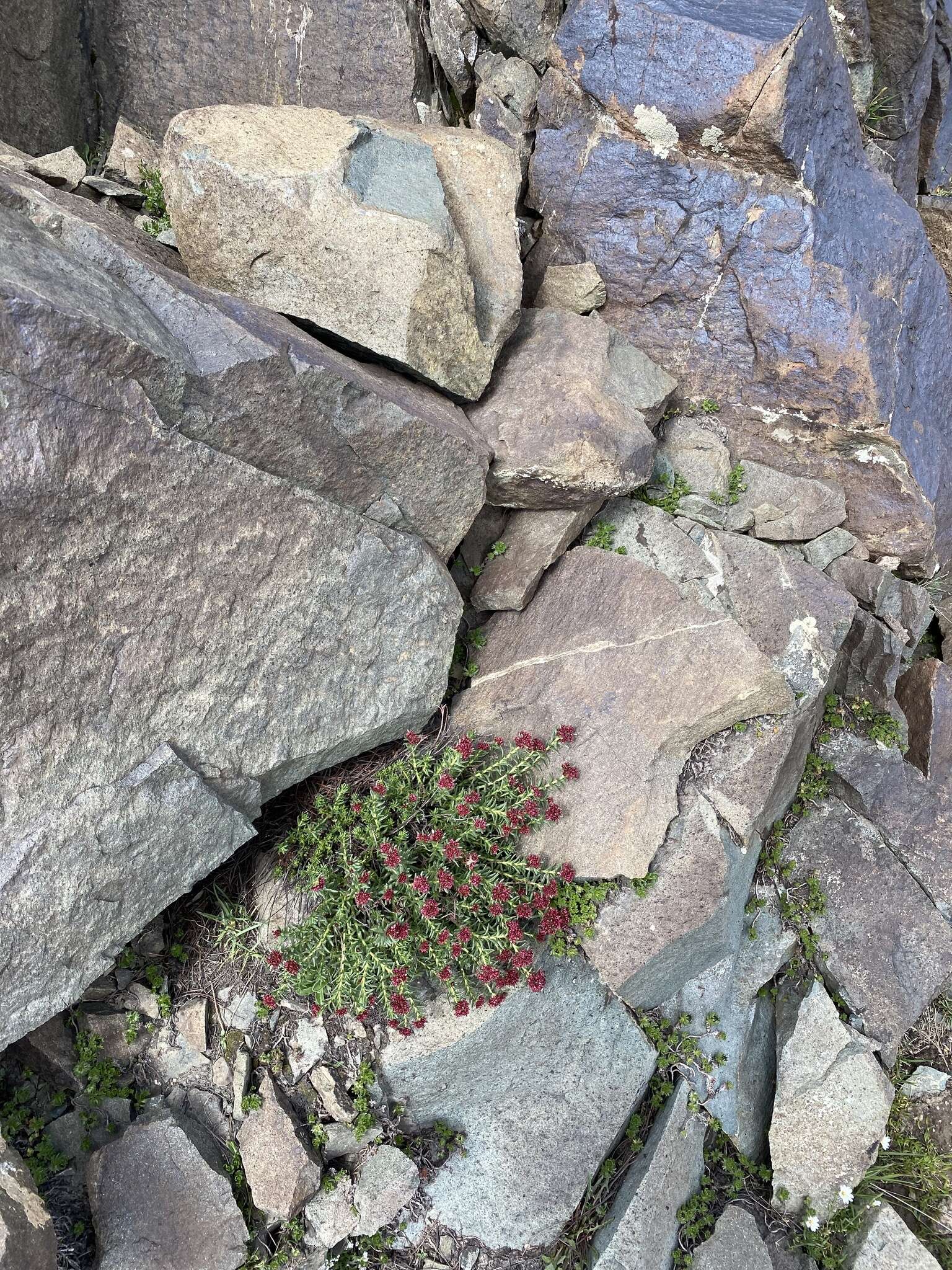 Image of Rhodiola coccinea (Royle) A. Boriss.