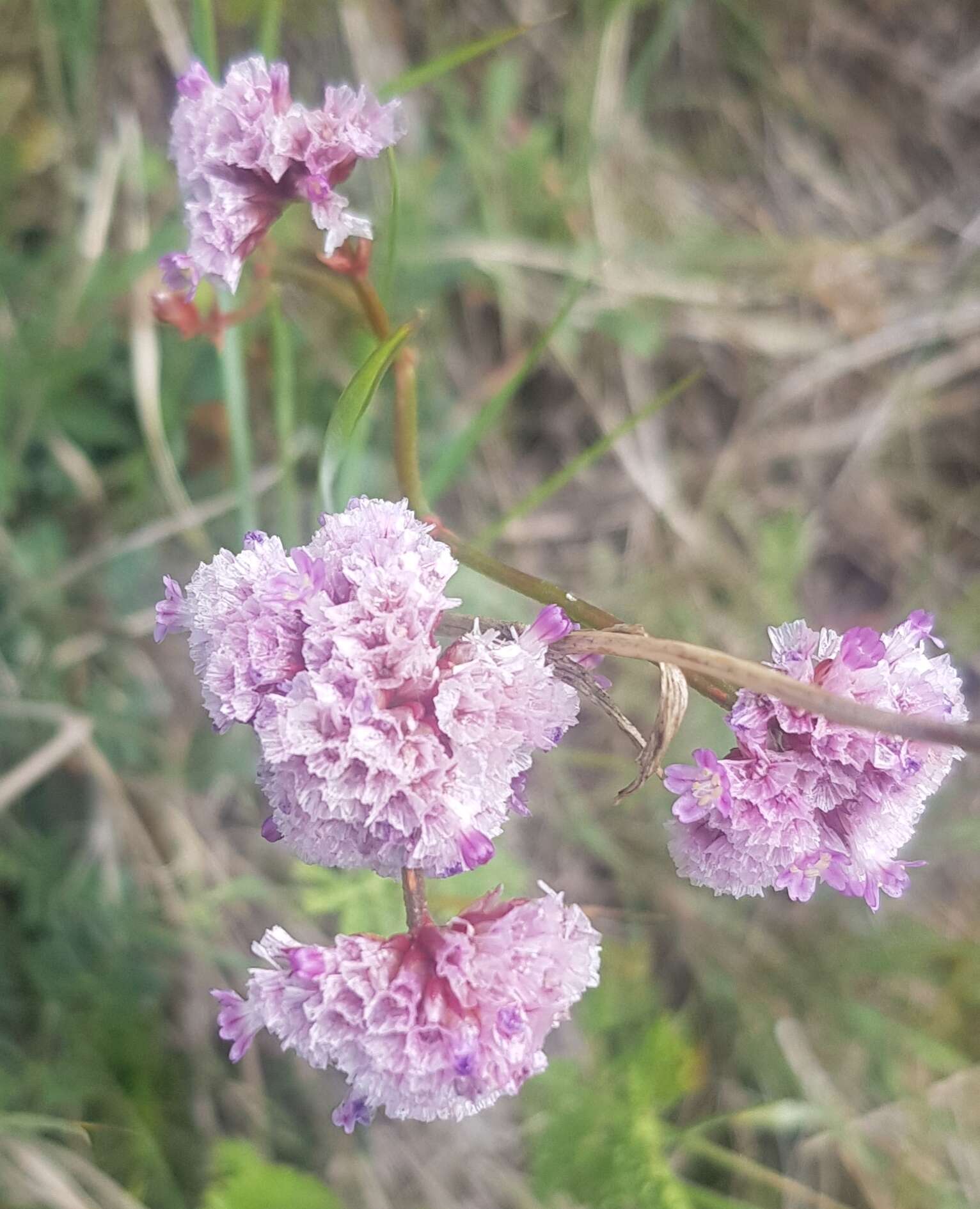 Limonium flexuosum (L.) Kuntze resmi