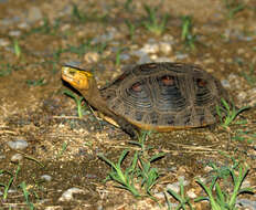 Image of Cuora flavomarginata evelynae Ernst & Lovich 1990