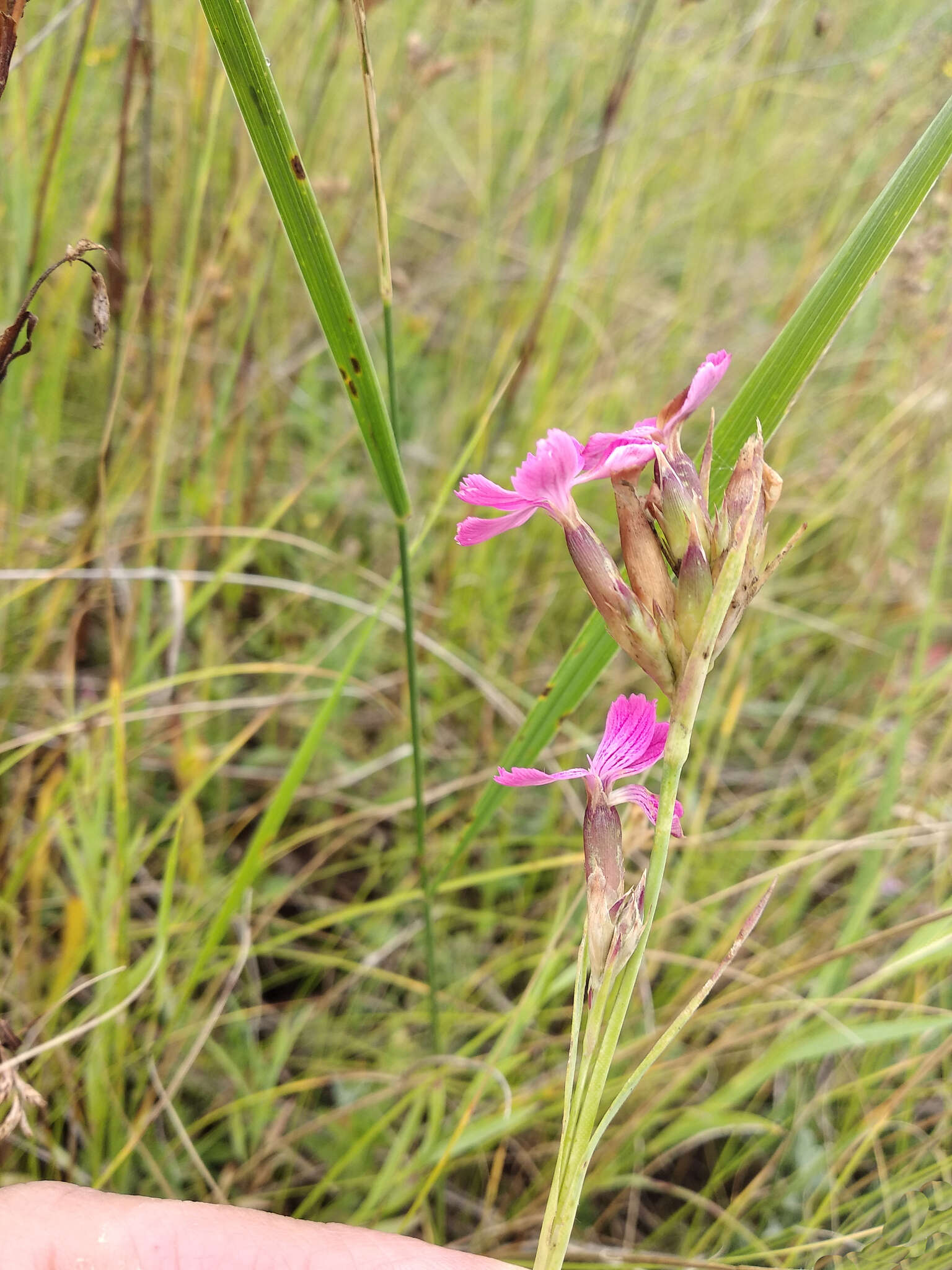 Image of Dianthus membranaceus Borbás