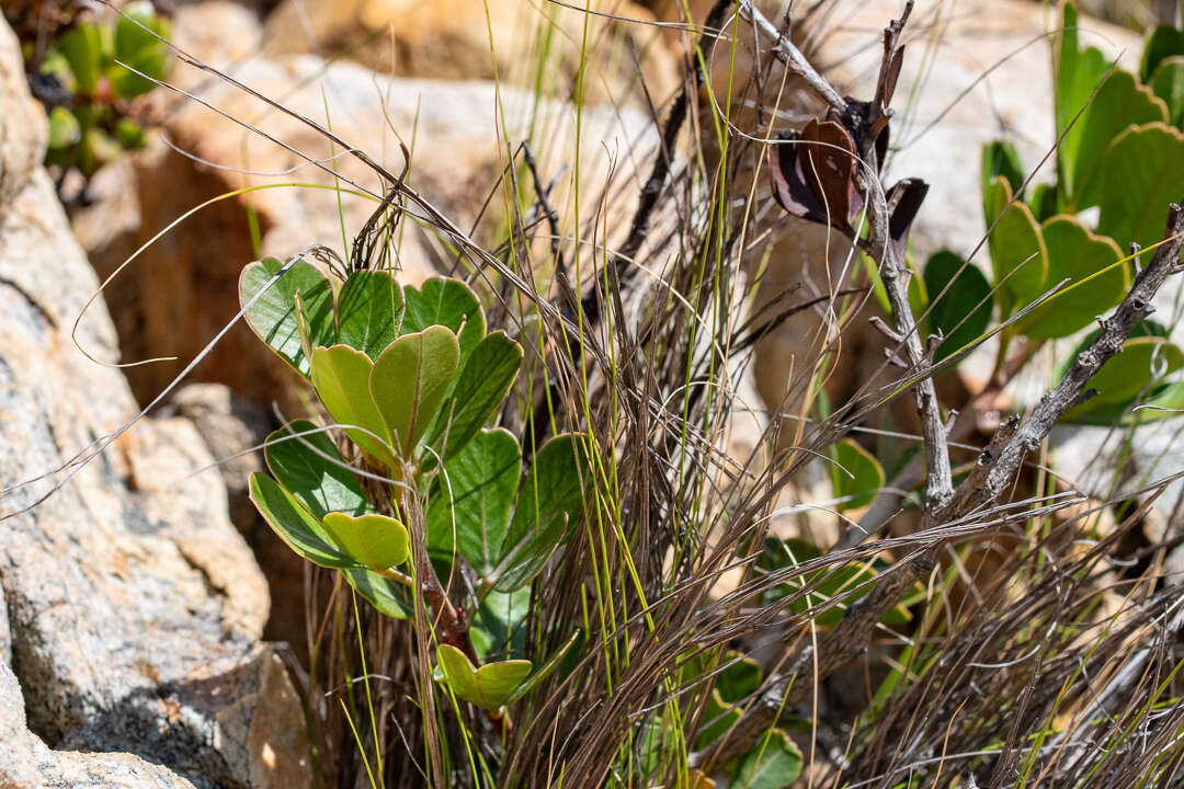 Image of Searsia scytophylla (Eckl. & Zeyh.) Moffett