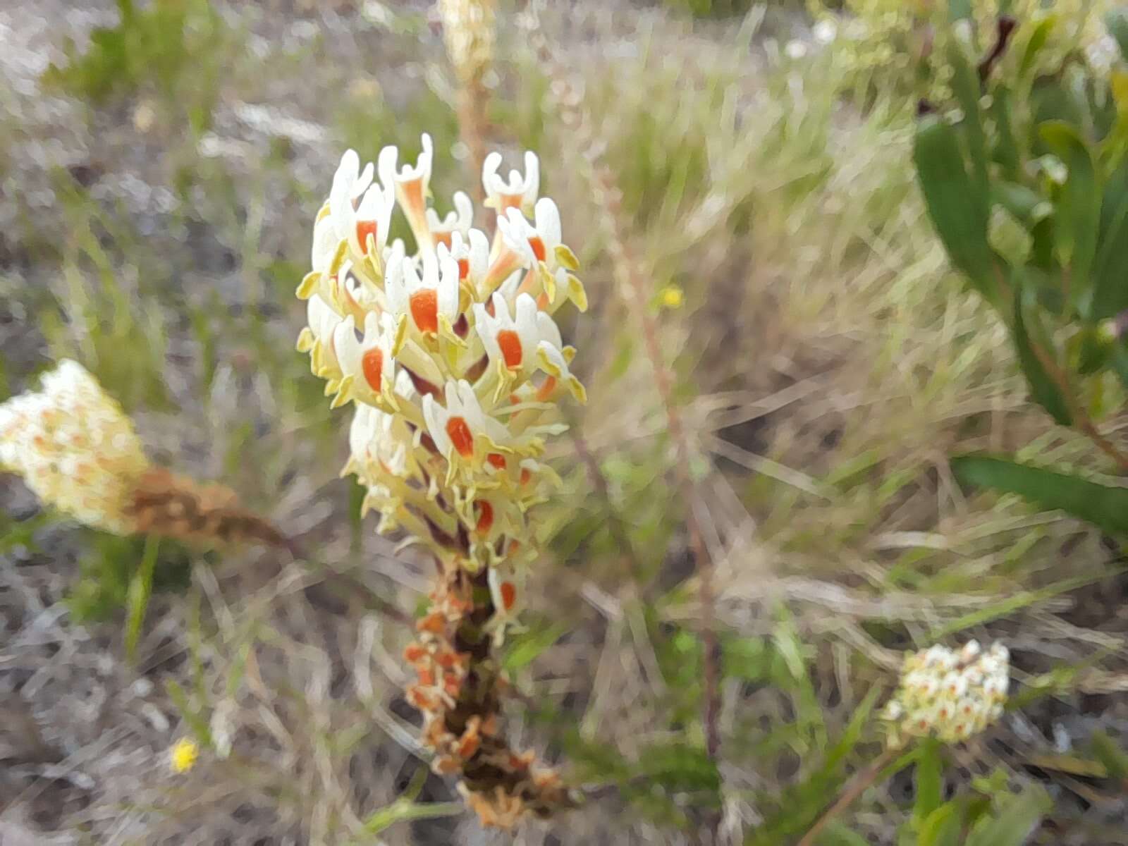 Sivun Hebenstretia integrifolia L. kuva