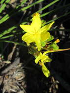 Слика од Bobartia longicyma Gillett