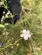 Image of Drosera erythrogyne N. Marchant & Lowrie