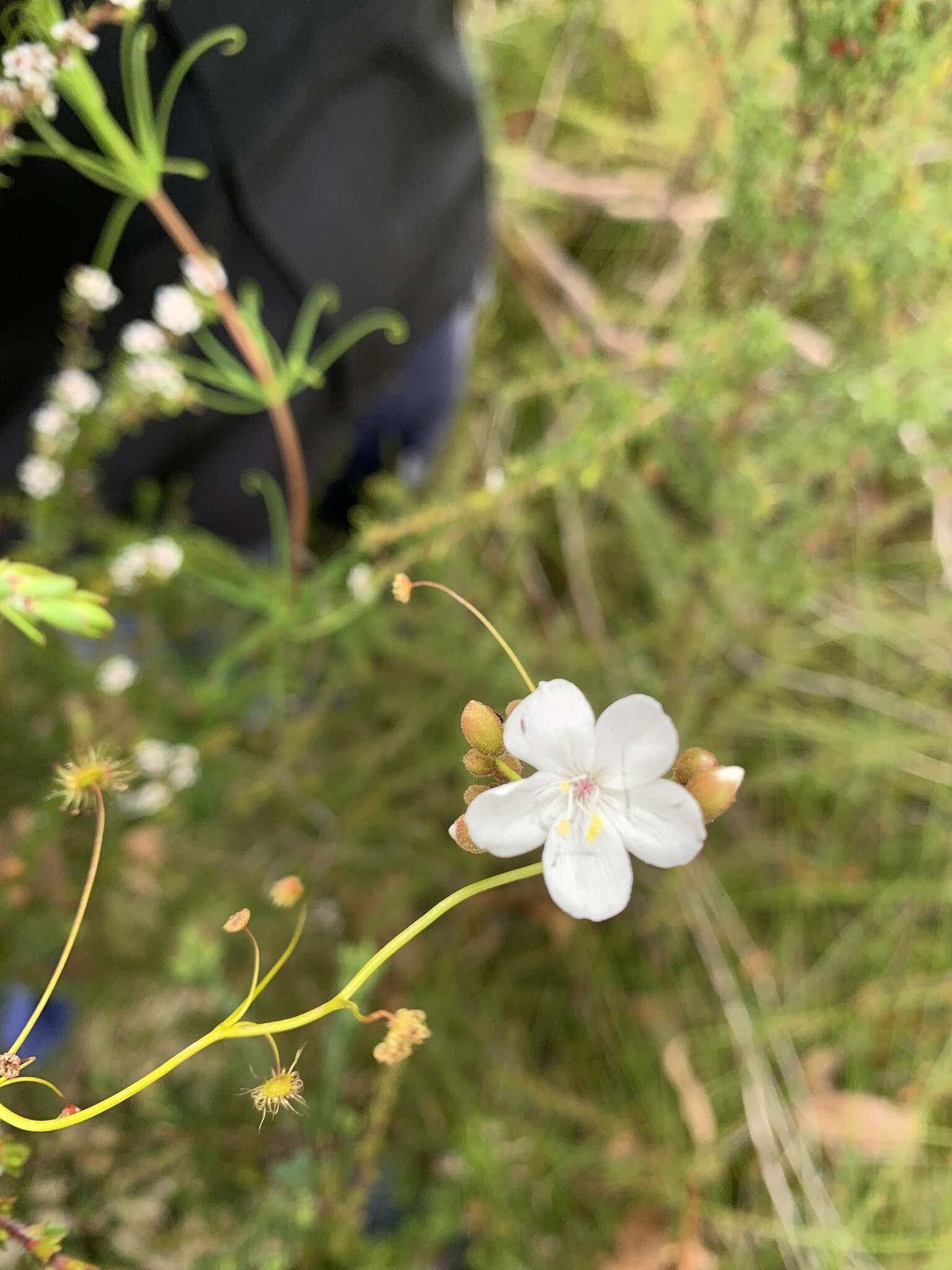 Image de Drosera erythrogyne N. Marchant & Lowrie