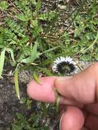 Image of blackhead fleabane