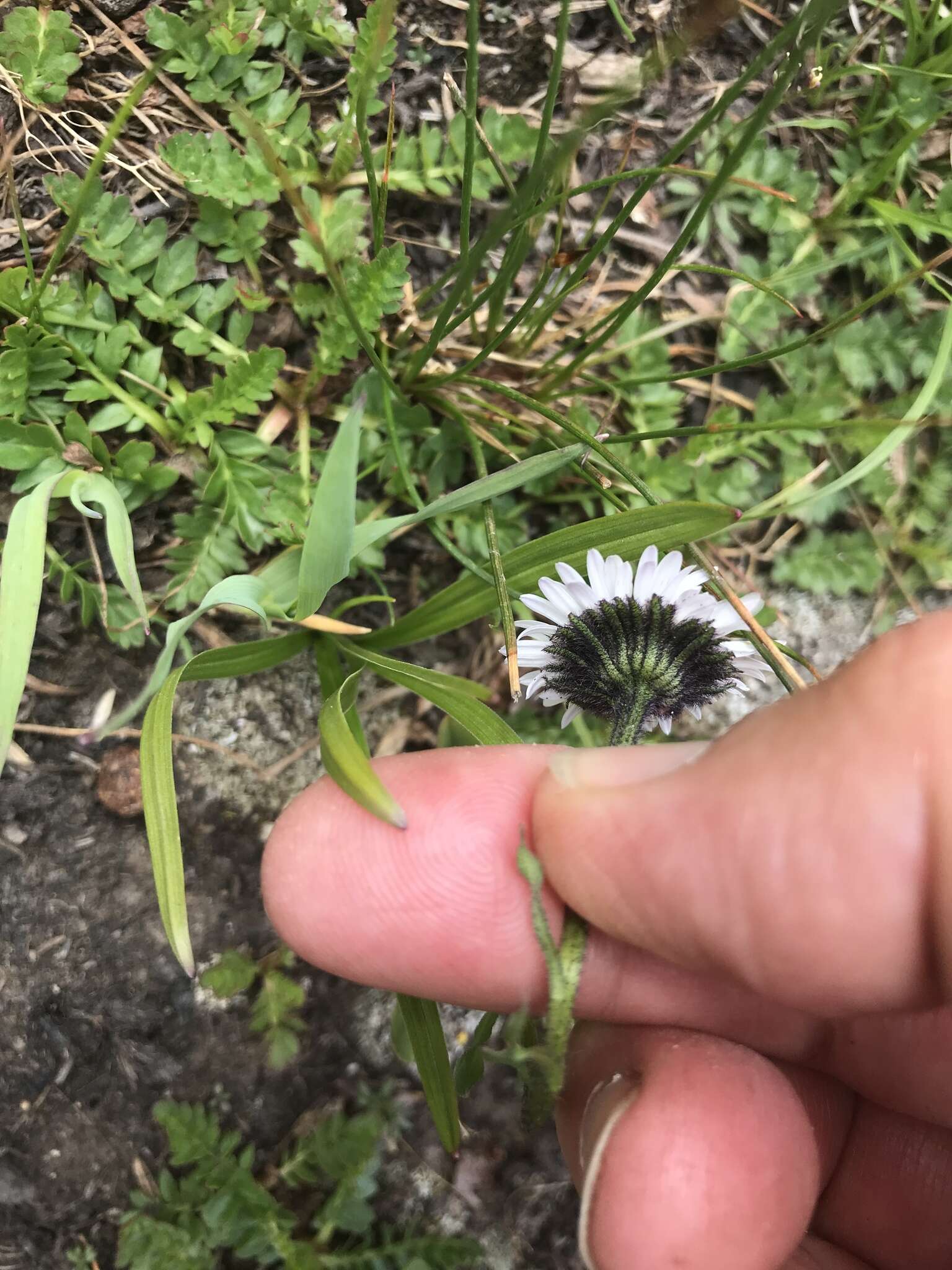 Imagem de Erigeron melanocephalus (A. Nels.) A. Nels.