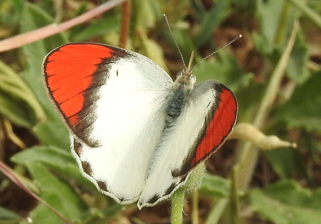 Image of Scarlet Tip