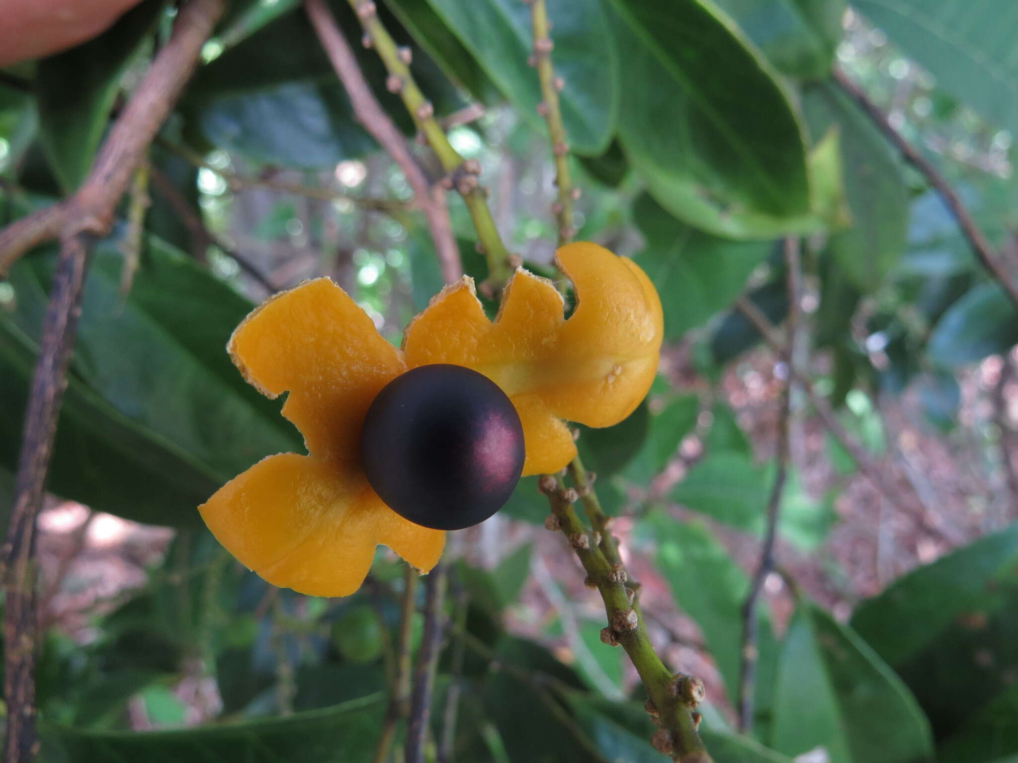 صورة Xanthophyllum octandrum (F. Müll.) Domin