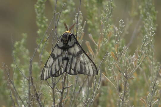 Image of Hera Buckmoth