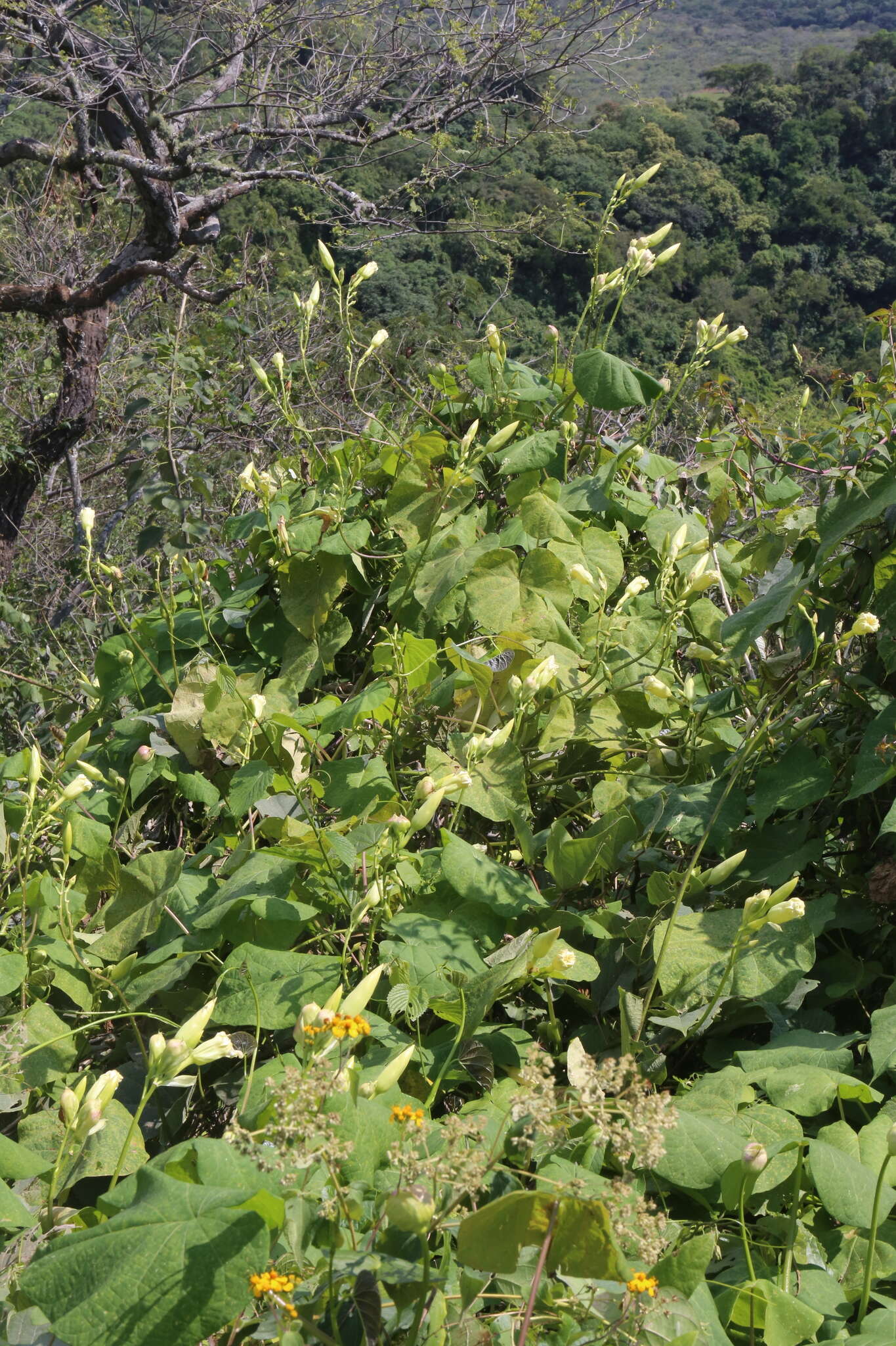 Image de Ipomoea santillanii O'Donell