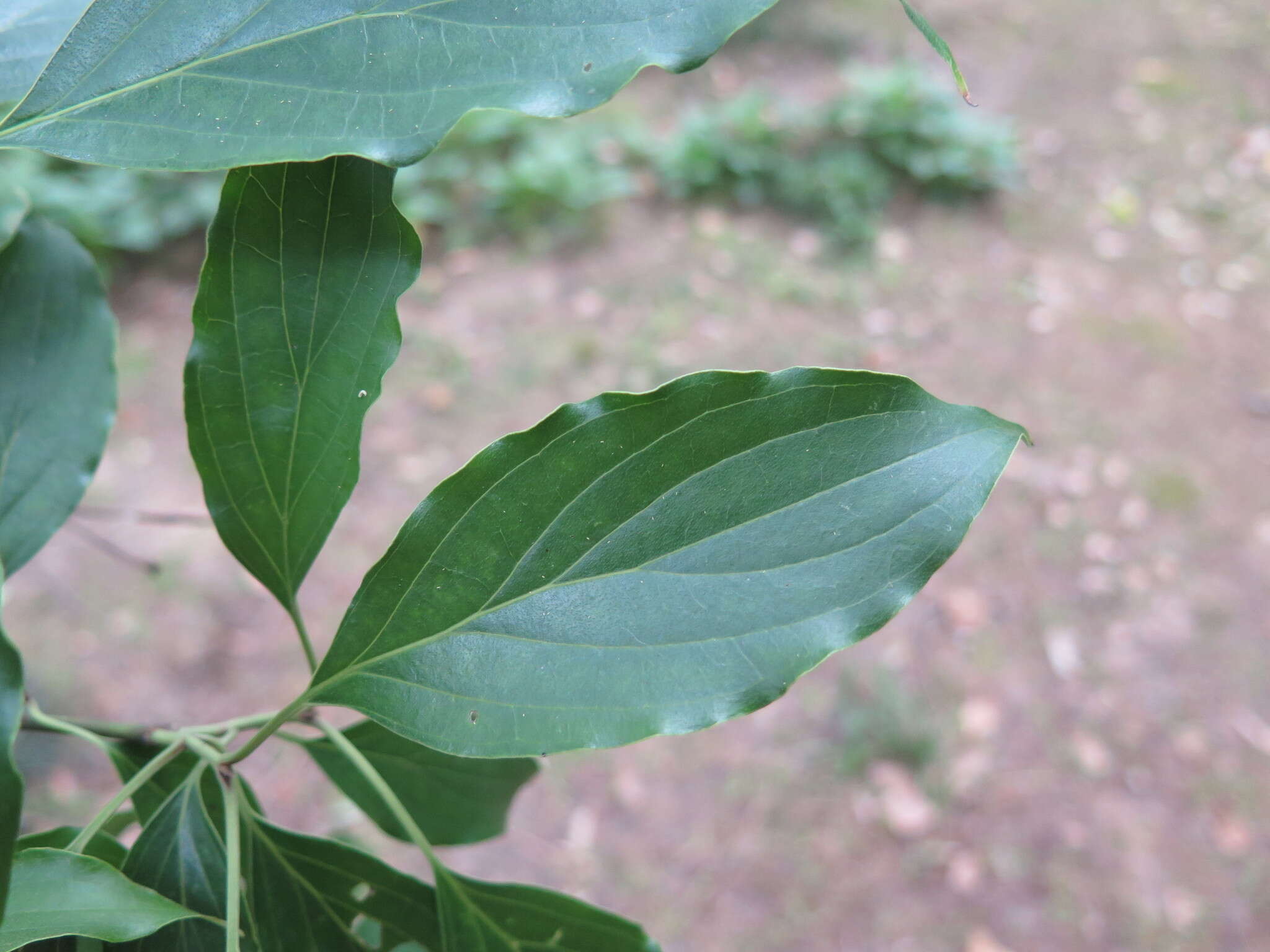 Image de Cornus wilsoniana Wangerin