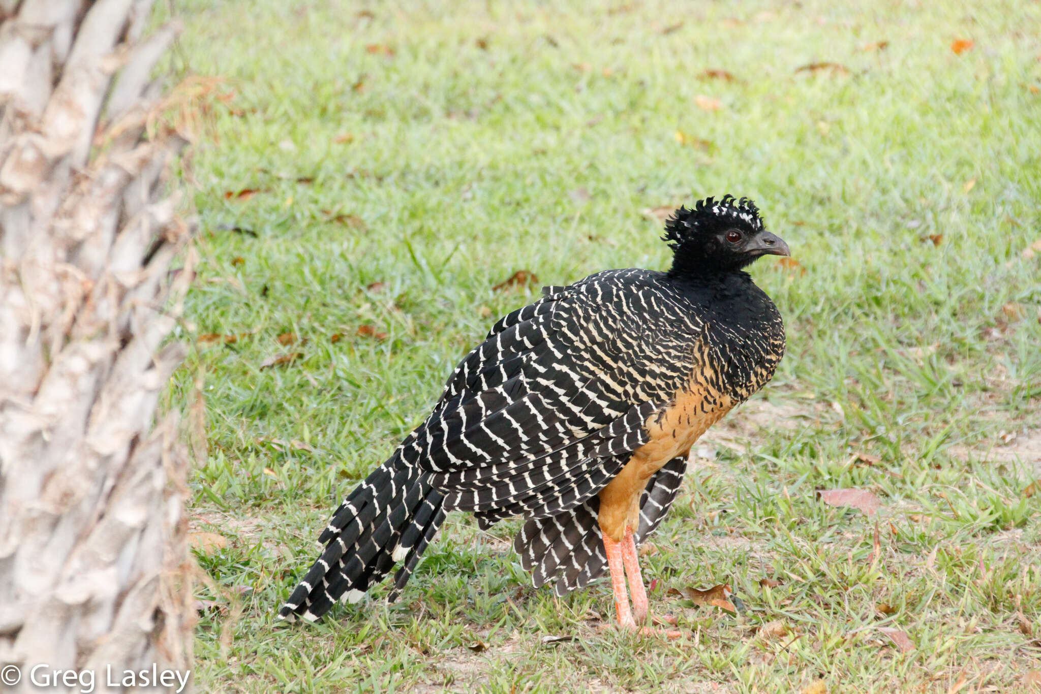 Image of Bare-faced Curassow