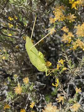 Image of Big Bend False Katydid