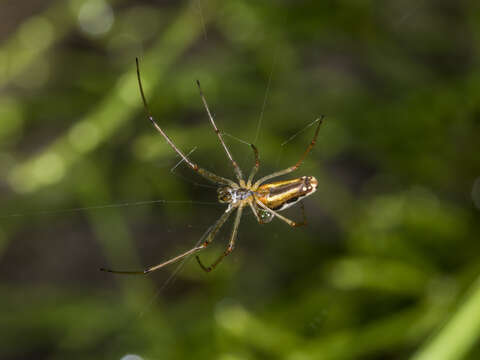 Image of Tetragnatha montana Simon 1874