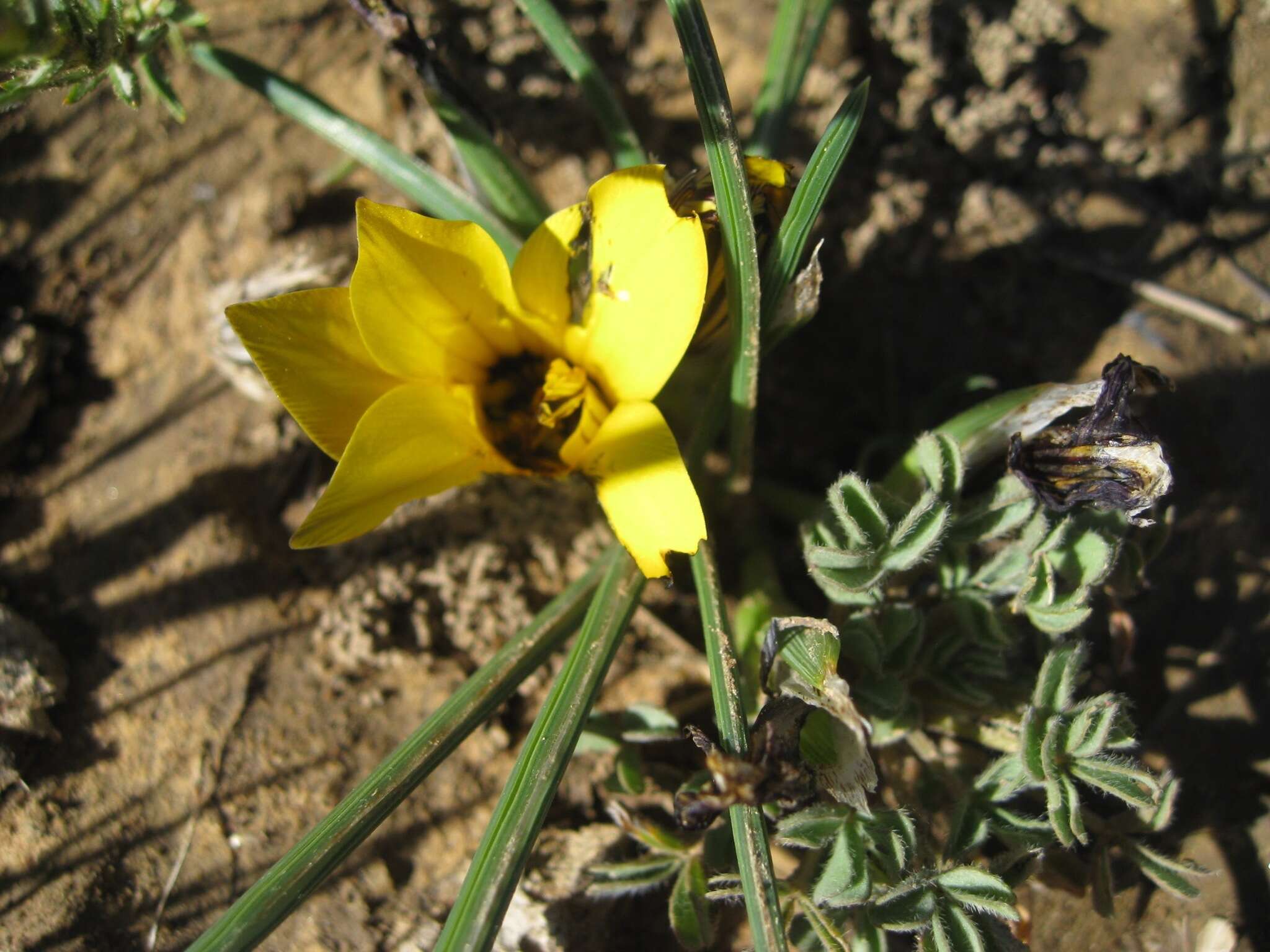 Image of Romulea luteiflora (M. P. de Vos) M. P. de Vos