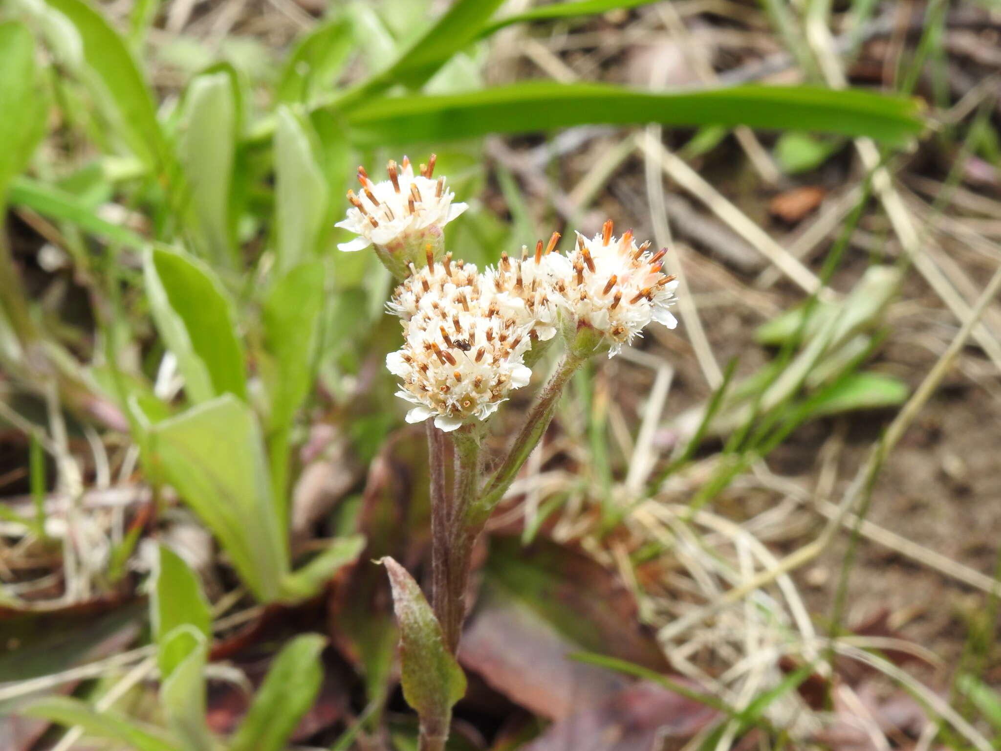 Antennaria parlinii subsp. parlinii resmi