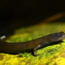 Image of Worm salamander