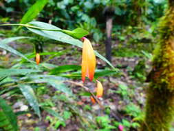 Image of Sobralia crocea (Poepp. & Endl.) Rchb. fil.