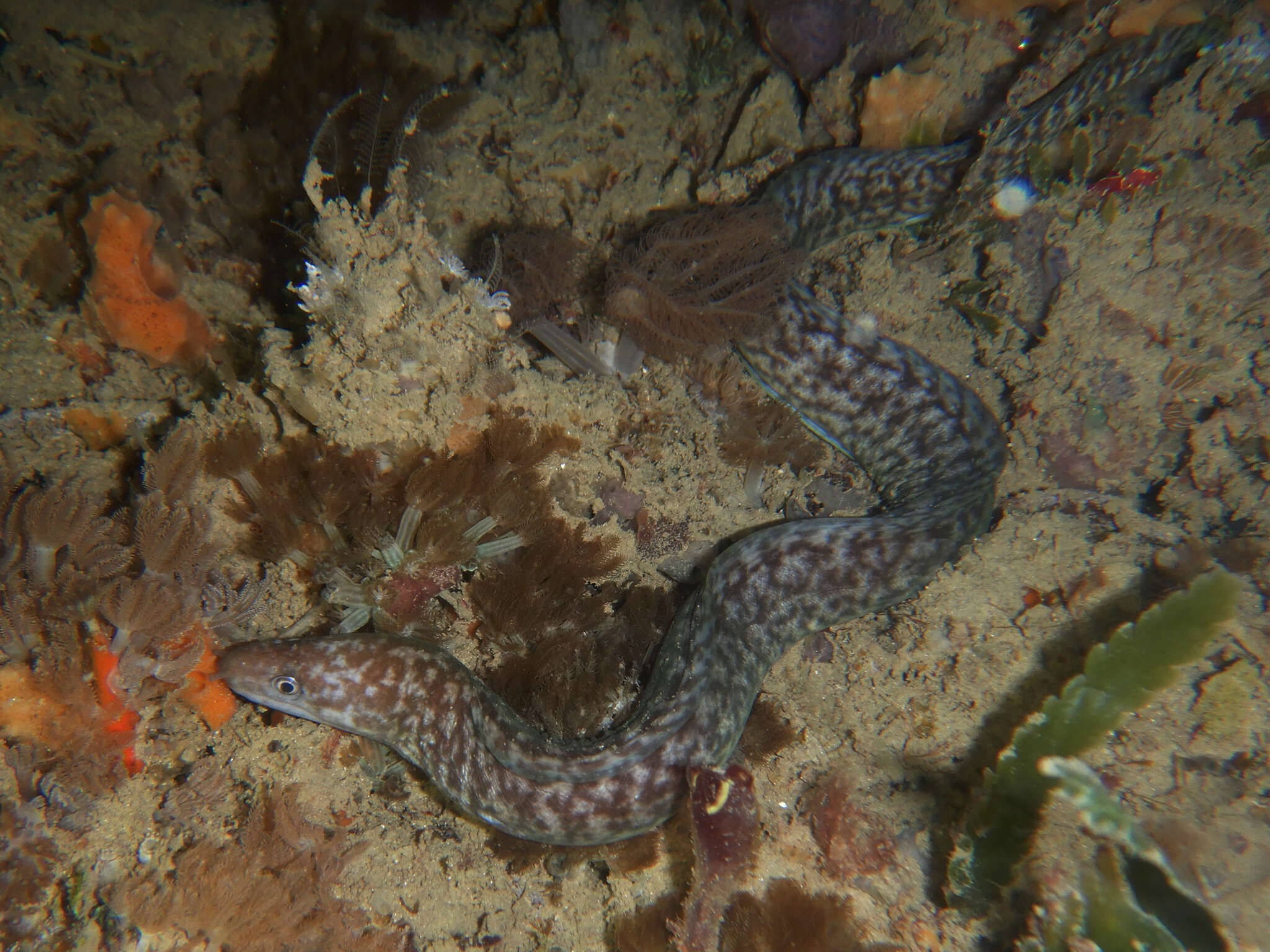 Image of Little moray