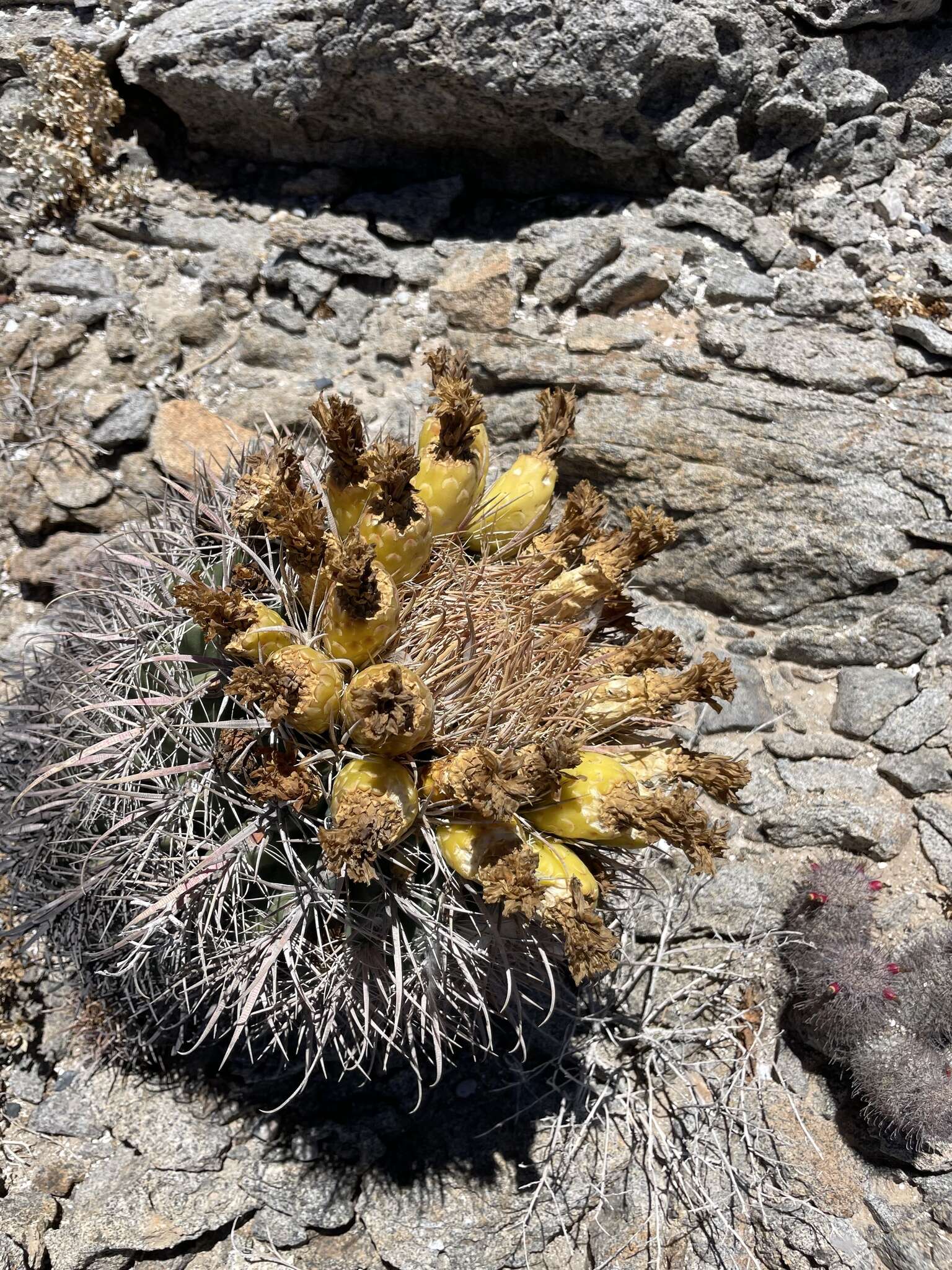 Image of Ferocactus gracilis subsp. gatesii (G. E. Linds.) N. P. Taylor