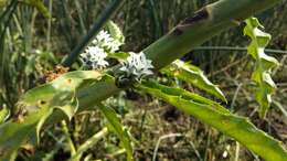 Imagem de Pacourina edulis Aubl.