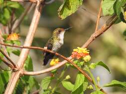 Lophornis gouldii (Lesson & R 1832) resmi