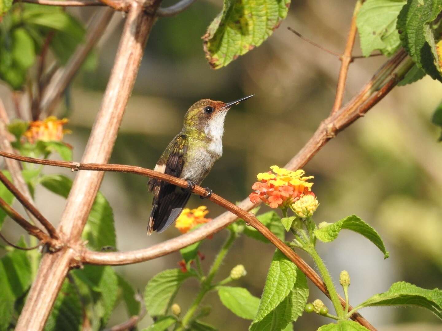 Image of Dot-eared Coquette