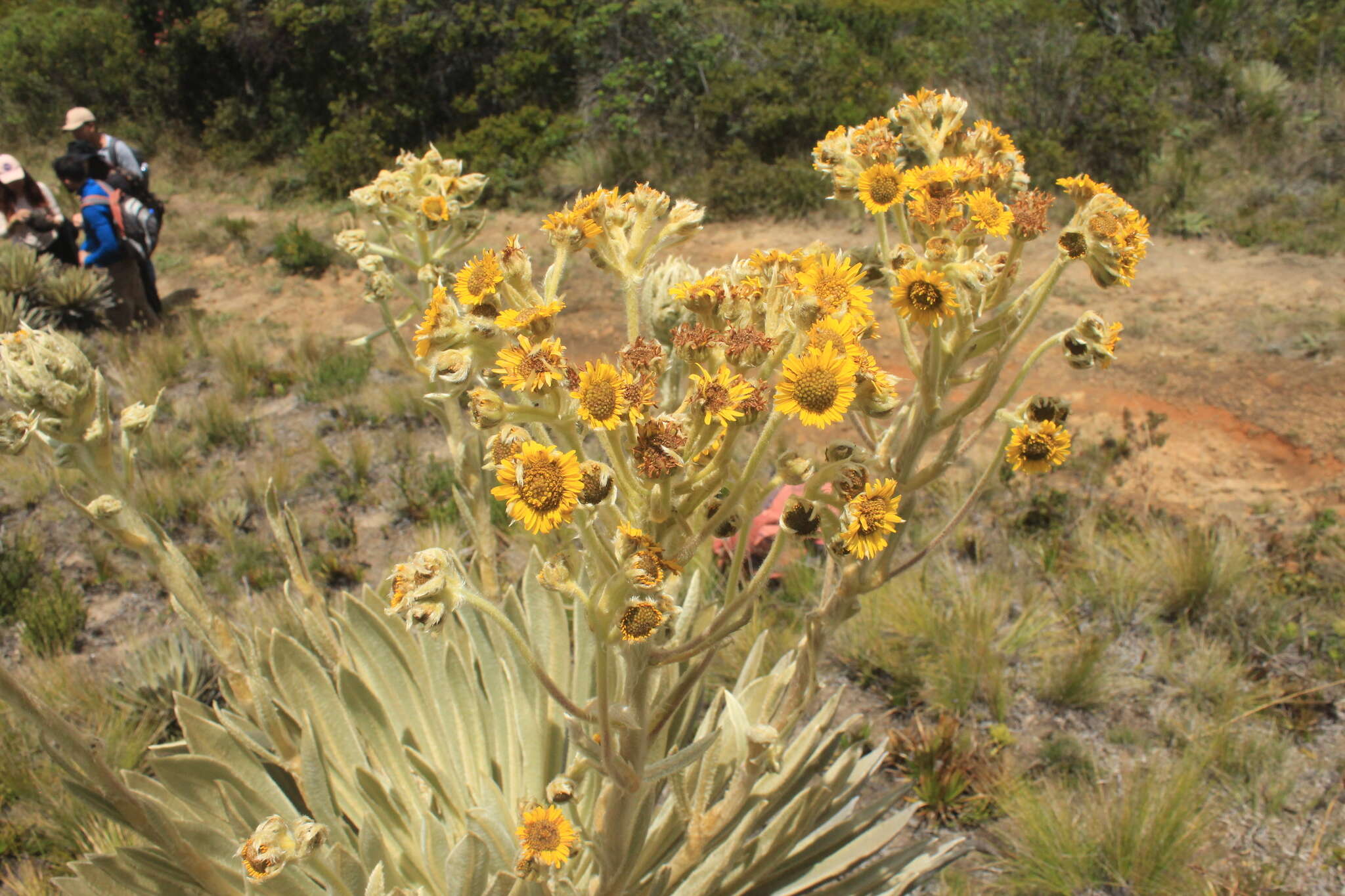 Image of Espeletiopsis muiska (Cuatrec.) Cuatrec.