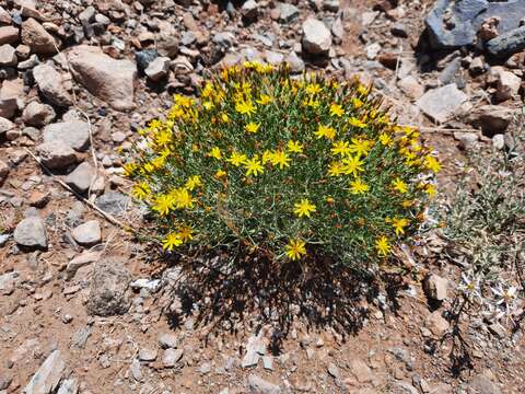 Imagem de Askellia flexuosa (Ledeb.) W. A. Weber