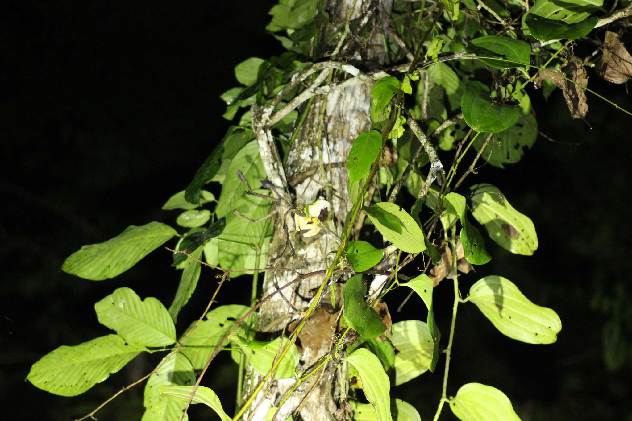 Image of Abah River Flying Frog