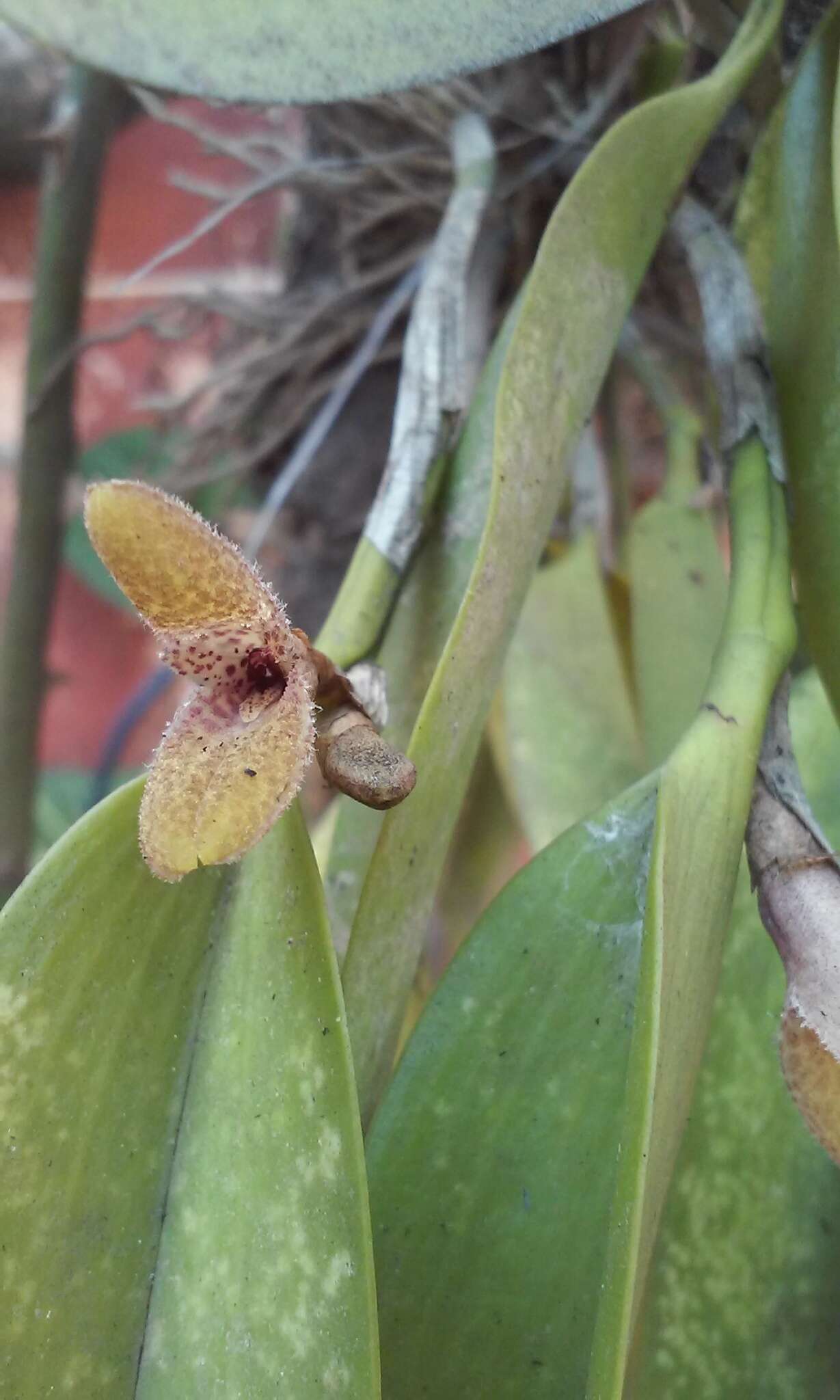 Imagem de Restrepiella ophiocephala (Lindl.) Garay & Dunst.