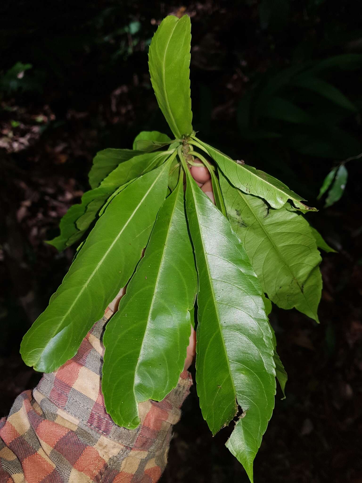 Imagem de Erblichia odorata Seem.