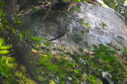 Image of rockfowl