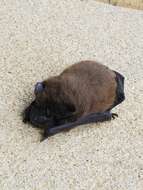 Image of Evening Bat