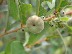 Image de Phyllanthus puberus (L.) Müll. Arg.