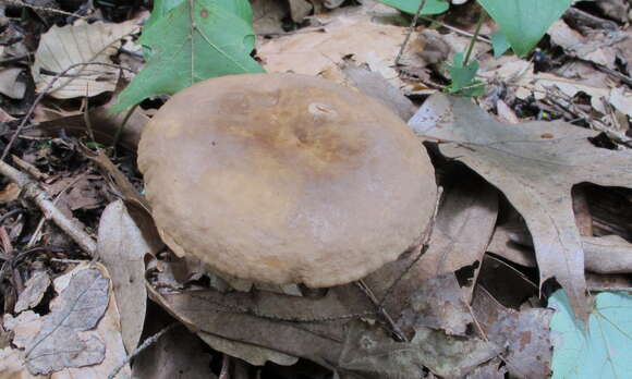 Image de Lactarius subplinthogalus Coker 1918