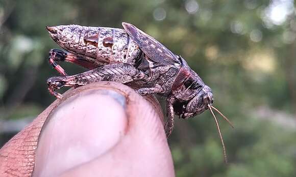 Слика од Melanoplus huroni Blatchley 1898